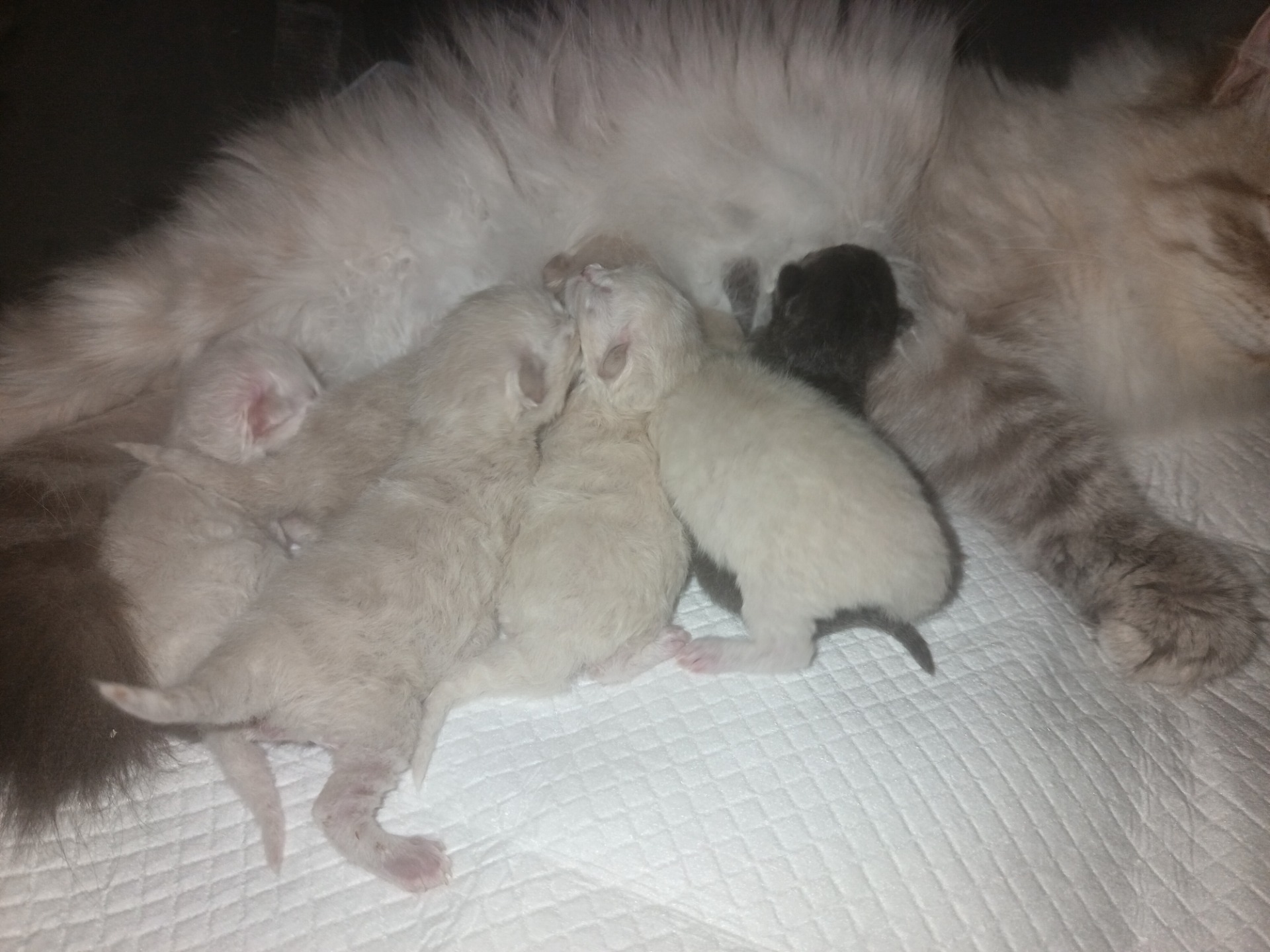 Meillä on pentuja s. 20 10 2025🩷 P. 0442051131 