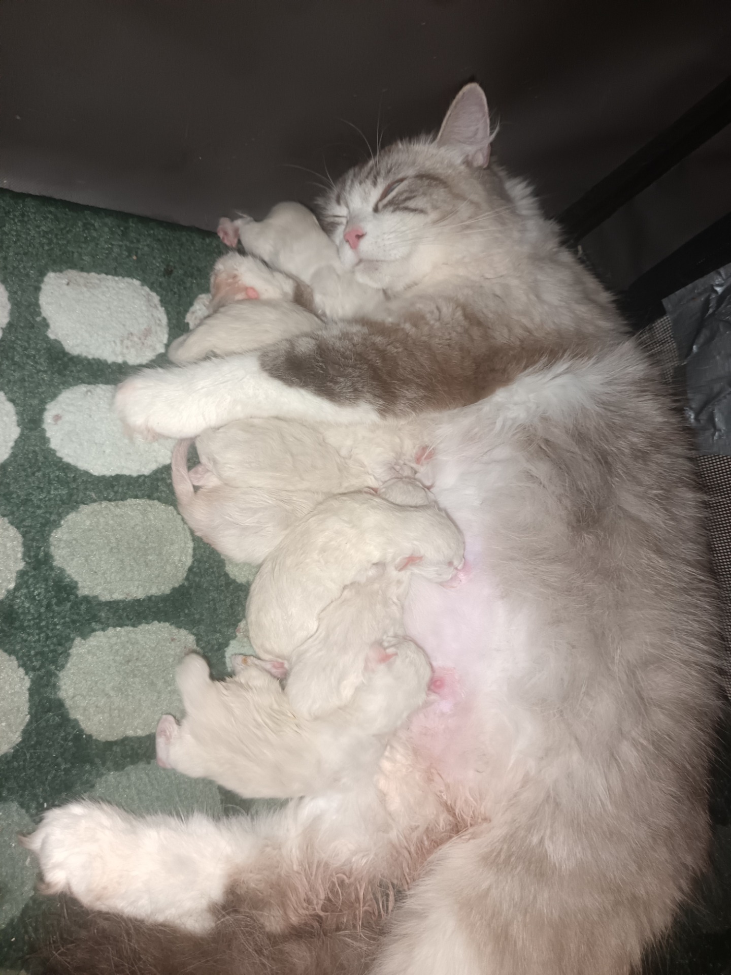 Muutama pentu vapaana s. 10.1.2026 🩷 P. 0442051131