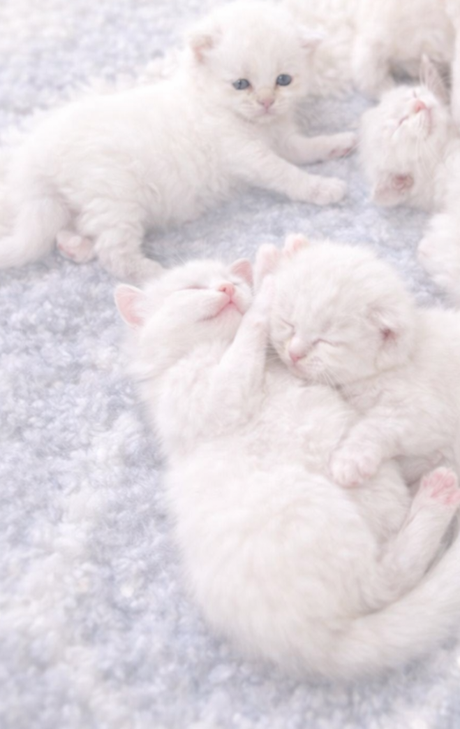 Nevamasquerade, siperiankissa 🩷