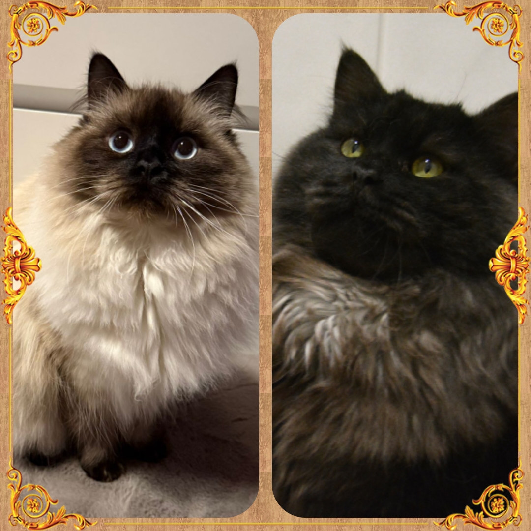 Kevään 2026 suunnitelma 🩷 #nevamasquerade #siperiankissa 0442051131. Löydät lisää kuvia kissoistani myös fasebook haulla SawonSydän 🙂