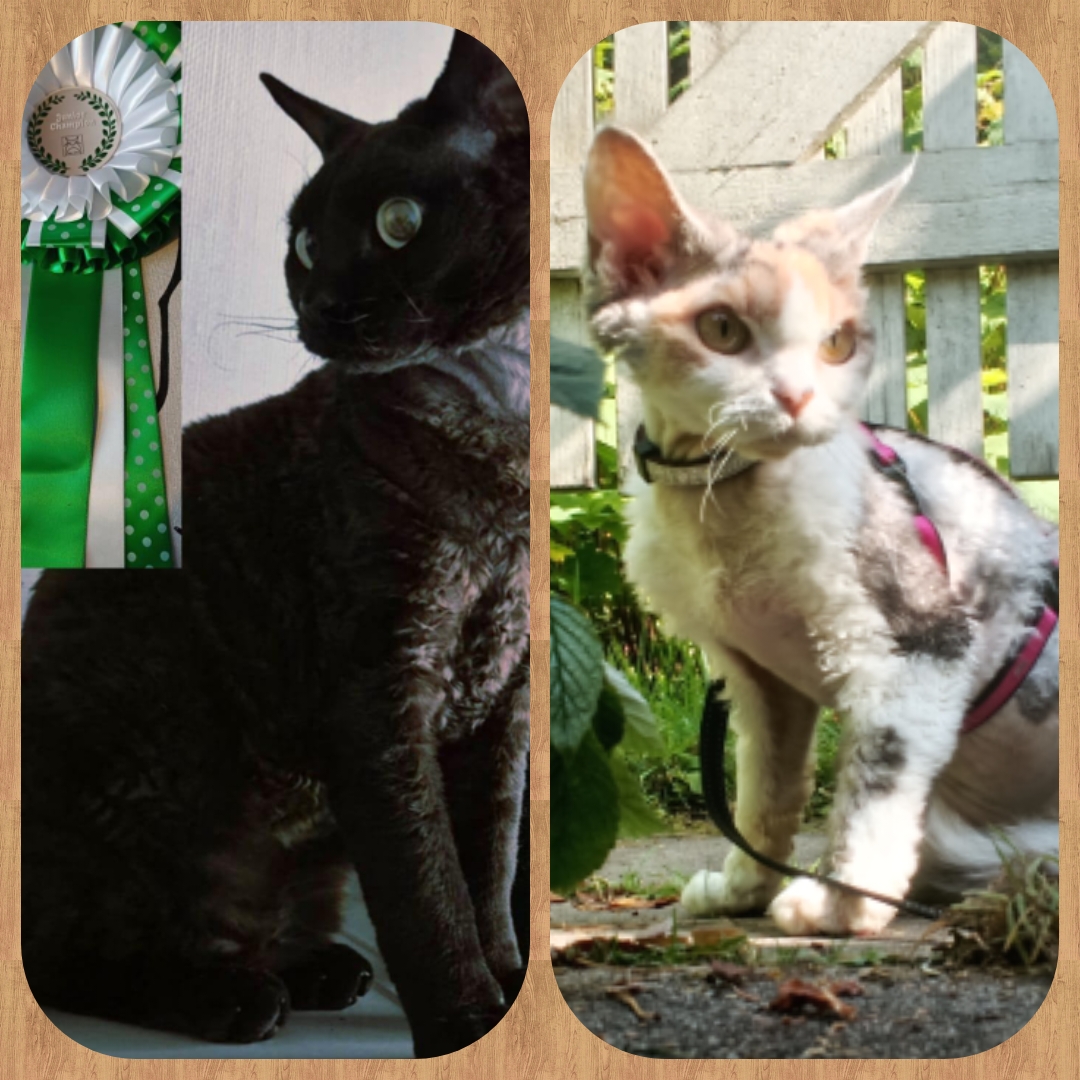 Devon Rex pennut syntyy jouluksi 🙂 Oliver & wilma 